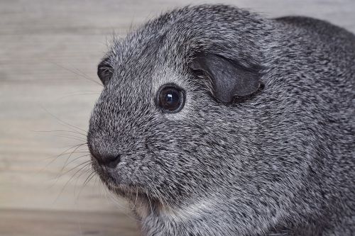 guinea pig smooth hair silver