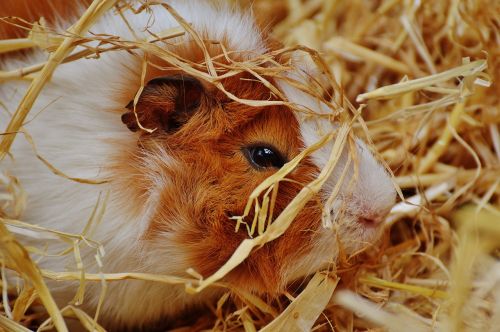 guinea pig wildpark poing cute