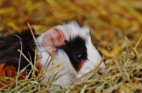 guinea pig wildpark poing cute