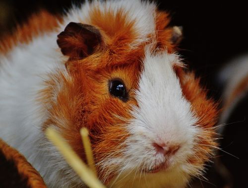 guinea pig wildpark poing cute