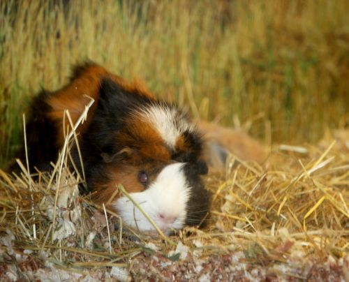 Guinea Pig