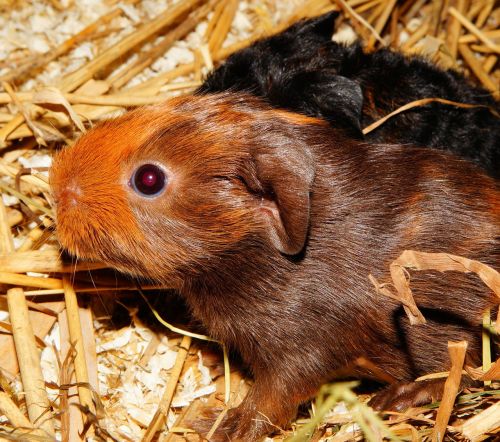 guinea pig young animals half a day old