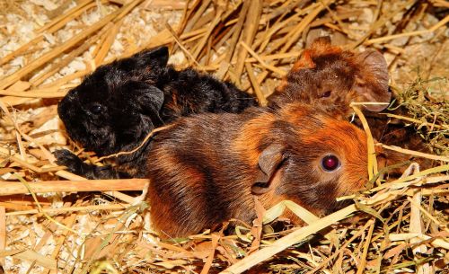 guinea pig young animals half a day old