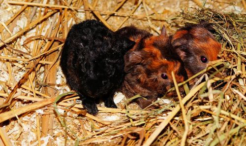 guinea pig young animals half a day old