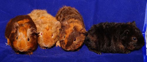 guinea pig cute fur