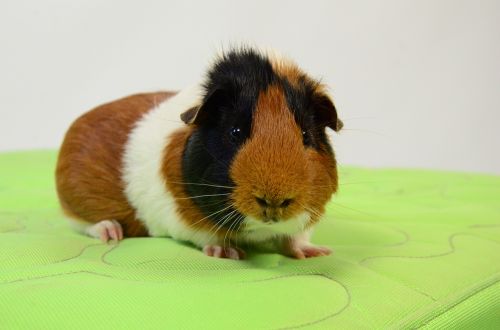 guinea pig animal portrait