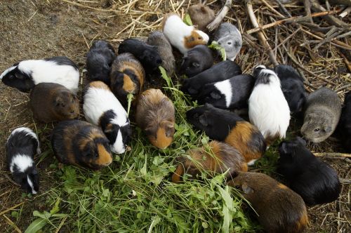 guinea pig many mass