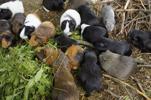 guinea pig many mass