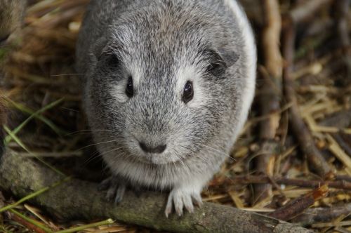 guinea pig cute rodent