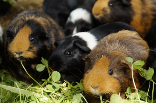 guinea pig cute rodents