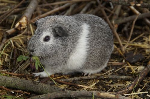 guinea pig cute rodent
