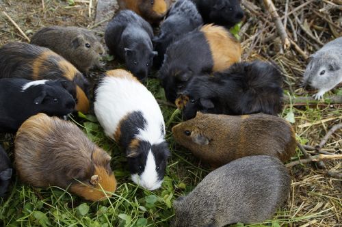 guinea pig many mass