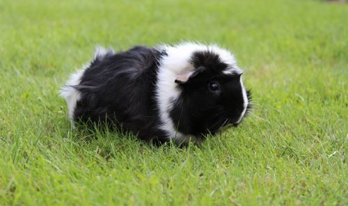 guinea pig animal rosette