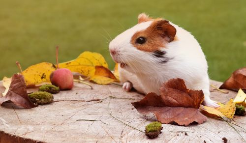 guinea pig pig fuzz