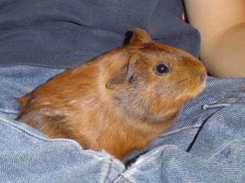 guinea pig sweet small