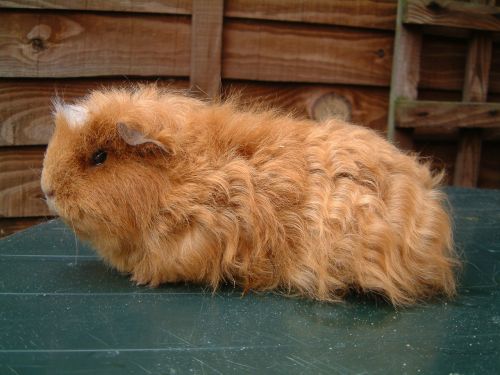 guinea pig guinea pig