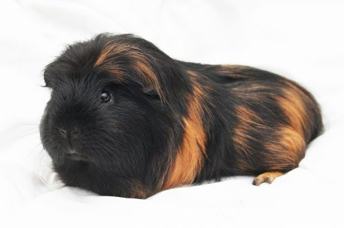 guinea-pig cavy rodent
