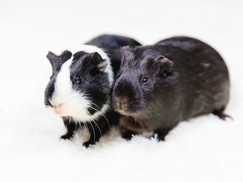 guinea pig black and white animals