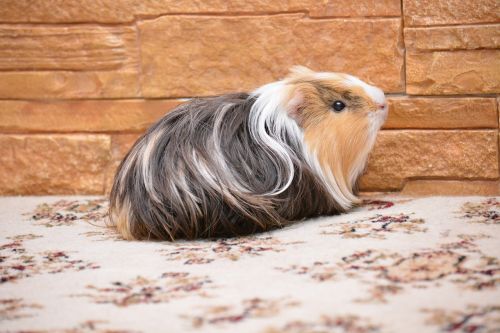 guinea pig pet animals