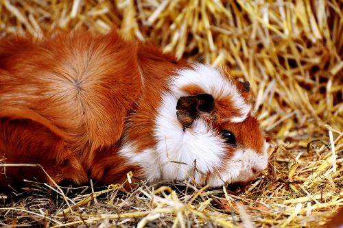 guinea pig nager cute