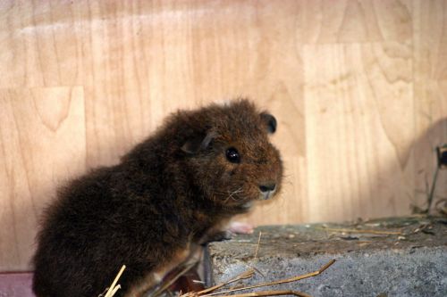 guinea pig josie pet