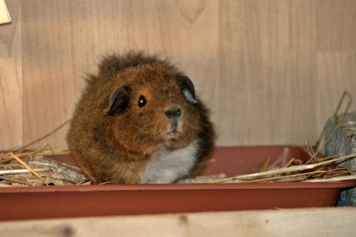 guinea pig josie rex guinea pig