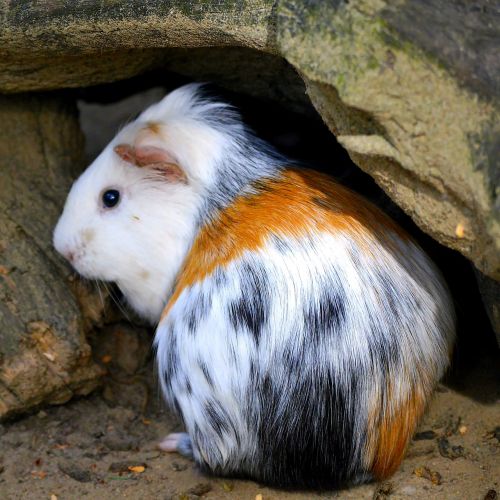 guinea pig colorful beautiful