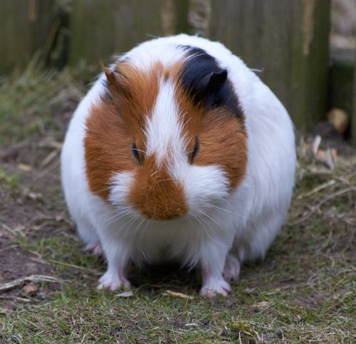 guinea pig rodent mammals