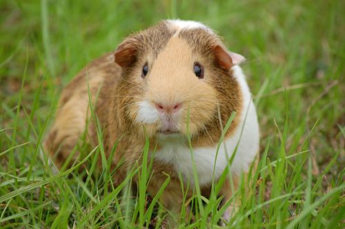 guinea pig cavy pet