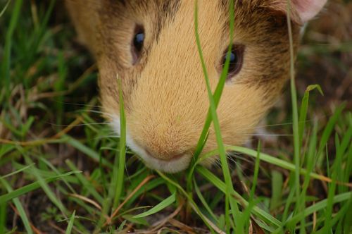 guinea pig cavy pet