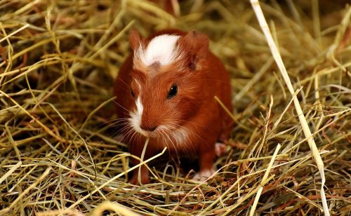 guinea pig animals nager