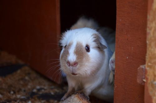 guinea pig white brown