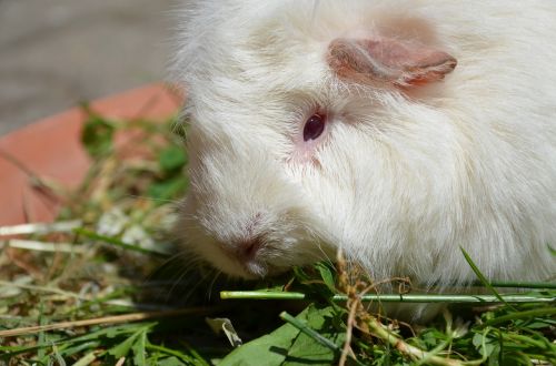 guinea pig white grass