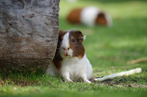guinea pig animal hamster