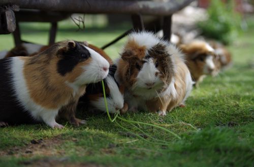 guinea pig animal hamster