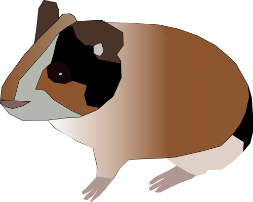 guinea pig hamster pet