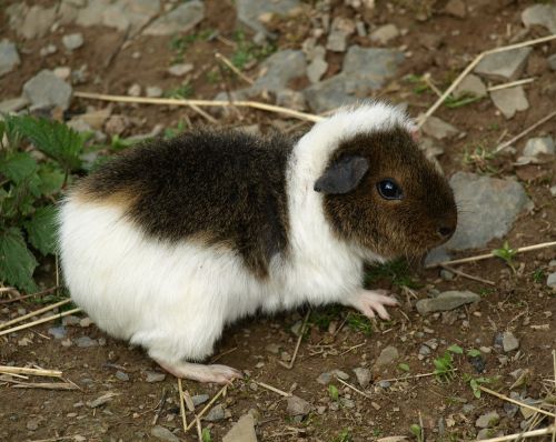 guinea pig sea ​​pig cute