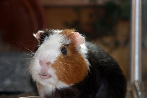 guinea pig amanda pet