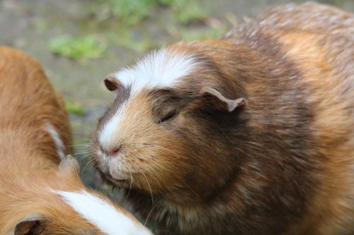 guinea pig caviidae species of rodent