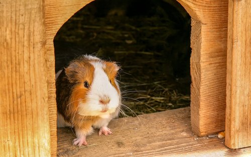 guinea pig  animal  rodent