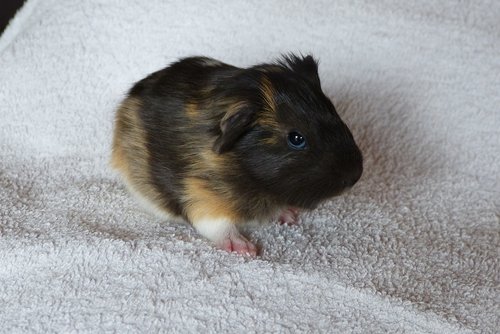 guinea pig  baby animal  rodent