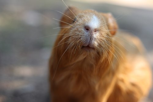 guinea pig  zoo  rodent