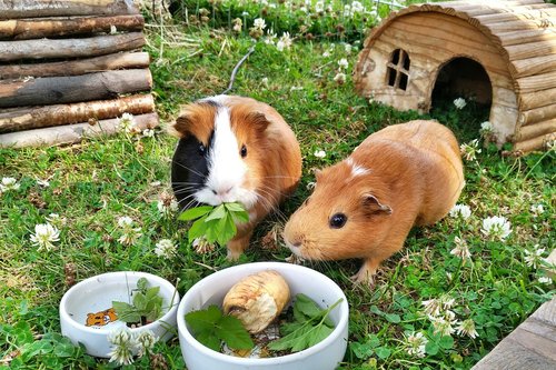 guinea pig  rodents  pets