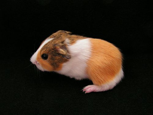 guinea-pig mammal cub