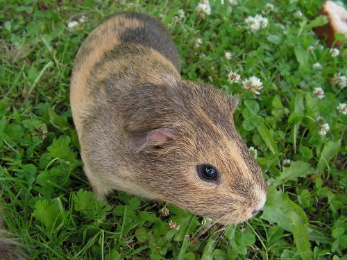 guinea-pig female mammal