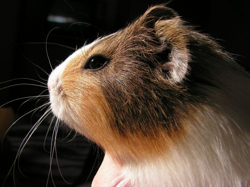 guinea-pig head portrait