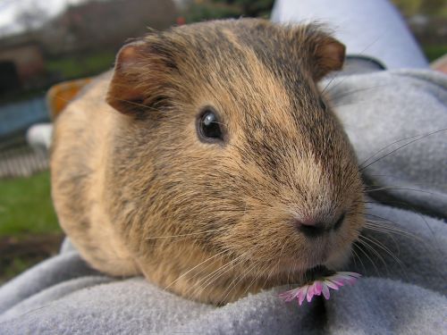 guinea-pig female agouti
