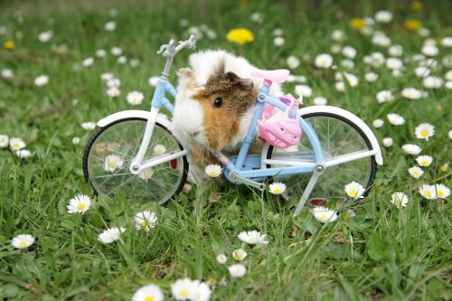 guinea pig animal daisy