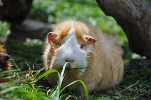 guinea pig pet nager