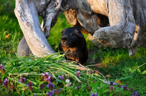 guinea pig animal rodent